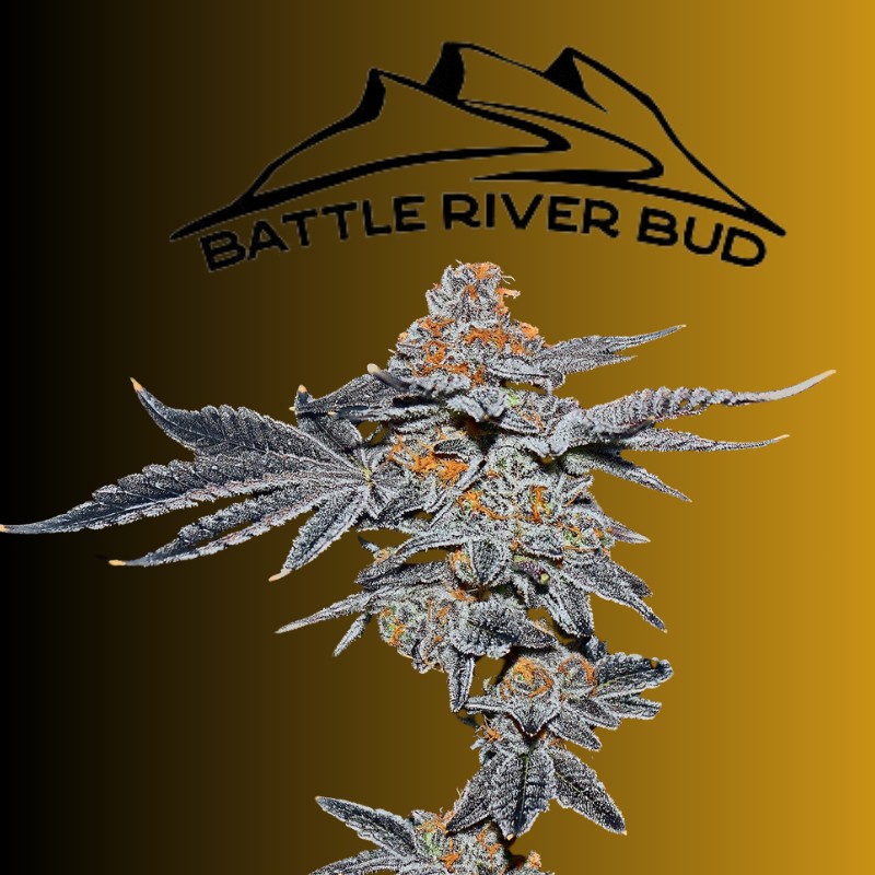 Buy Battle River Bud near me in Manitoba at Morden Vape Superstore & Cannabis