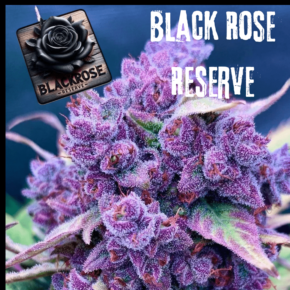 Black Rose Reserve Grape Tickle Indica Flower-14g Morden Vape SuperStore and Cannabis Manitoba Canada