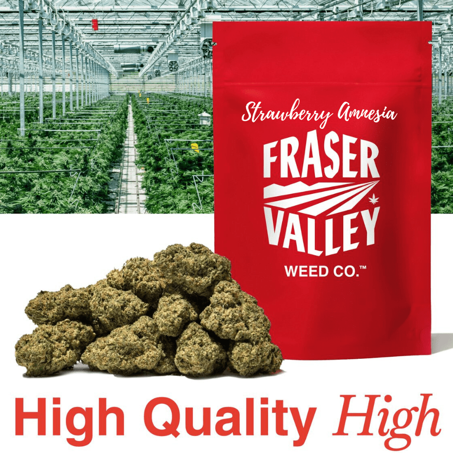 Fraser Valley Strawberry Amnesia Sativa Flower-28g 28g Morden Vape SuperStore and Cannabis Manitoba Canada