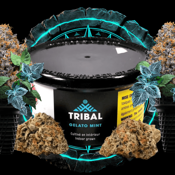 Tribal Gelato Mint Indica Flower-3.5g 3.5g Morden Vape SuperStore and Cannabis Manitoba Canada